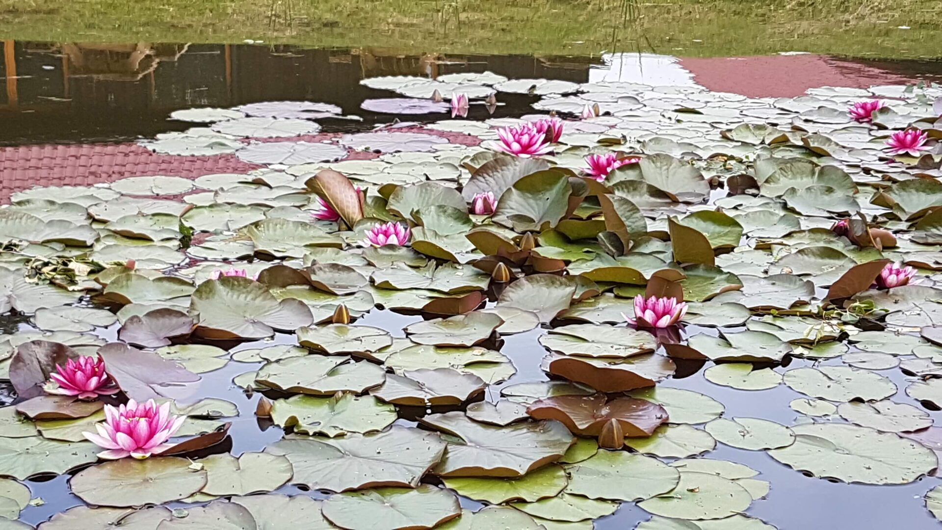 Pirts un baseins — waterlilies